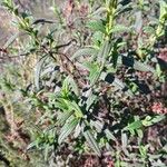 Cistus monspeliensis Leaf