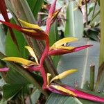 Heliconia meridensis