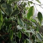 Ficus benjamina Yaprak