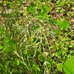 Themeda quadrivalvis Liść