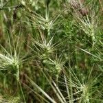 Aegilops geniculata Blüte