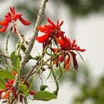 Erythrina senegalensisBlatt