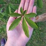 Vitex megapotamica Foglia