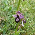 Ophrys × flavicans