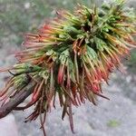 Acrocarpus fraxinifolius Flower