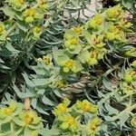 Euphorbia pithyusa Žiedas