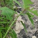 Euphorbia heterophylla Leaf