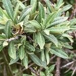 Elaeagnus rhamnoides Blad