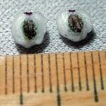 Psychotria microbotrys Otro
