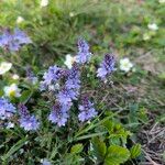 Veronica prostrata Bloem