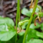 Pyrola elliptica 果