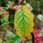 Cotoneaster bullatus Blatt