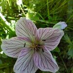 Geranium versicolor Blomst