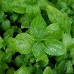 Ocimum basilicum Листок