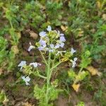 Raphanus sativus 花