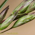 Danthonia decumbens Gyümölcs