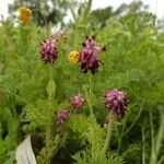 Platycapnos spicata 葉