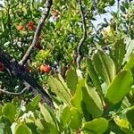 Arbutus × andrachnoides ഇല