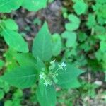 Circaea canadensis Feuille