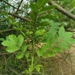 Gliricidia sepium Leaf