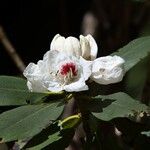 Rhododendron sikangense Flower