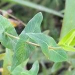 Hypericum caprifoliatum Leaf