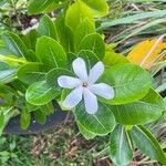 Gardenia taitensis Flors