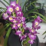 Dendrobium moniliforme Flower