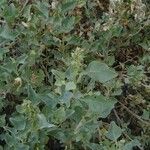 Atriplex jubata Vivejo