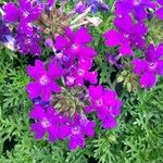 Verbena tenera Flower