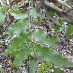 Touroulia guianensis Leaf