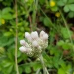 Antennaria neglecta Çiçek