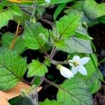 Solanum villosum Blad