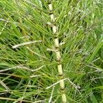 Equisetum telmateia Hoja
