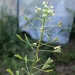 Capsella bursa-pastoris Цвят