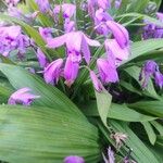 Bletilla striata 花