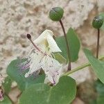 Capparis spinosa花