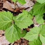 Tiarella trifoliataLeaf