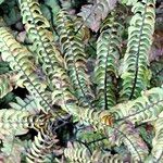 Adiantum aleuticum Hoja