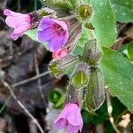 Pulmonaria officinalis Otro