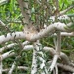 Portulacaria namaquensis Bark