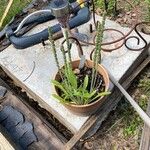 Plantago virginica Blatt