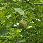 Juglans ailantifolia ?Vrucht