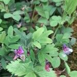 Lathyrus linifolius Hábito