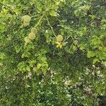 Poncirus trifoliata List