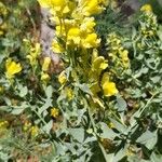 Linaria dalmatica 花