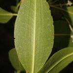 Laguncularia racemosa Folla