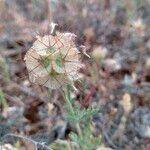 Lomelosia stellata Fleur