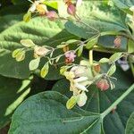 Clerodendrum trichotomumFlower