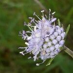 Succisella inflexa Flower